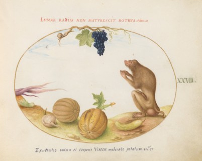 Animalia Qvadrvpedia et Reptilia (Terra): Plate XXVIII, c. 1575/1580.