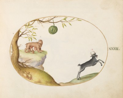 Animalia Qvadrvpedia et Reptilia (Terra): Plate XXXIII, c. 1575/1580.