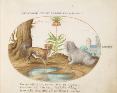 Animalia Qvadrvpedia et Reptilia (Terra): Plate XXXVIII, c. 1575/1580.