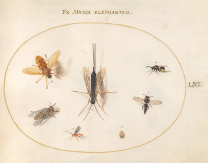 Plate 61: Seven Insects, Including a Small Striped Beetle, c. 1575/1580.