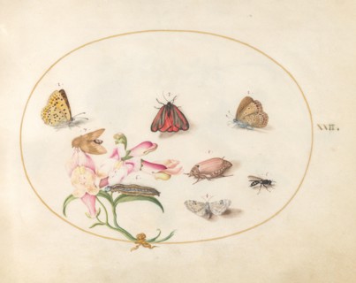 Plate 22: Butterflies with Other Insects and a Snapdragon, c. 1575/1580.