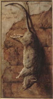 Rat ayant servi à l'alimentation pendant le siège de Paris, 15–01–1871.