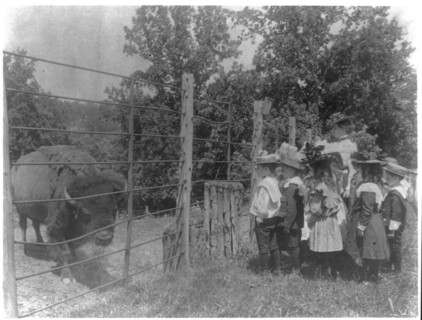 School children looking at bison at zoo, Washington, D.C., (1899?).
