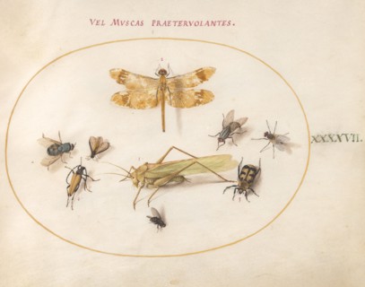 Plate 47: A Dragonfly, a Grasshopper, Flies, and Other Insects, c. 1575/1580.