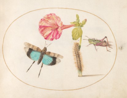 Plate 51: Grasshoppers and a Caterpillar with a Four O'Clock Flower, c. 1575/1580.