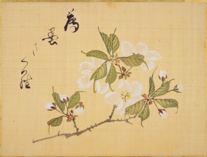 From the Sketch Book of Sakura (Cherry Blossoms), Between 1830 and 1853. Private Collection.