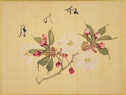 From the Sketch Book of Sakura (Cherry Blossoms), Between 1830 and 1853. Private Collection.