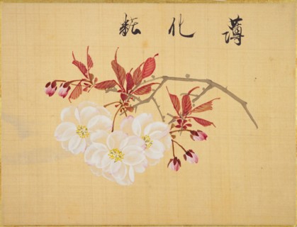From the Sketch Book of Sakura (Cherry Blossoms), Between 1830 and 1853. Private Collection.