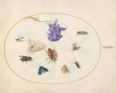 Plate 33: Moth and Butterfly with other Insects and a Columbine Flower, c. 1575/1580.