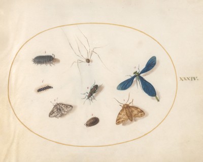 Plate 34: Two Moths with a Spider, a Caterpillar, and Four Other Insects, c. 1575/1580.