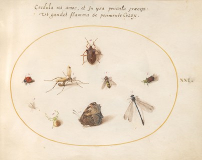 Plate 21: A Butterfly with a Dragonfly, a Ladybug, and Five other Insects, c. 1575/1580.