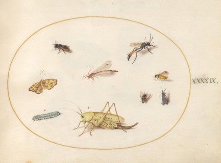 Plate 49: A Grasshopper, a Caterpillar, a Butterfly, a Moth, and Other Insects, c. 1575/1580.