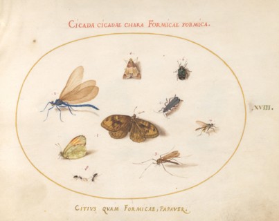 Plate 18: Two Butterflies and a Moth with a Dragonfly, Two Ants, and Four Other Insects, c. 1575/1580.