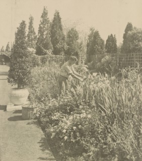 Gardener tending floral border, posed to illustrate Rudyard Kipling's poem "The Glory of the Garden", 1917.