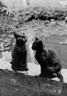 Frances Benjamin Johnston's cats, Herman and Vermin...New Orleans house, Louisiana, c1945 - 1950. Creator: Frances Benjamin Johnston.