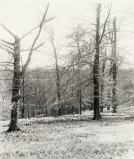 Unidentified garden or park, possibly "Ronaele Manor," Fitz Eugene Dixon house, Elkins Park, Pennsylvania, c1920.
