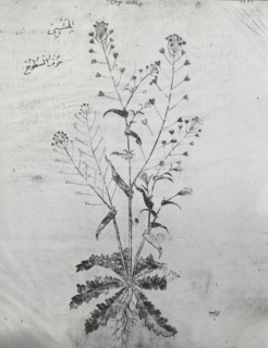 Reproduction of a botanical drawing, between 1915 and 1925. Creator: Frances Benjamin Johnston.