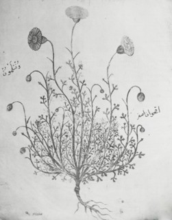 Reproduction of illustration showing a carnation, between 1915 and 1925. Creator: Frances Benjamin Johnston.