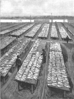 ''The American Fisheries Question; Cod Drying on Flakes at Gloucester, Massachusetts', 1890. Creator: Rev. W.S Green.
