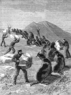 ''The American Fisheries Question; Driving Seals to the Killing Place, Behring's Straits', 1890. Creator: H.W Elliot.
