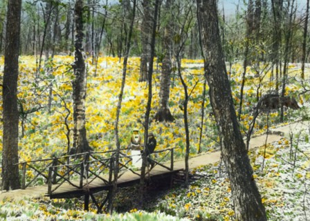 Lob's Wood, Carl H. Krippendorf house, 4949 Tealtown Road, Perintown (Milford), Ohio, c1920. Creator: Frances Benjamin Johnston.