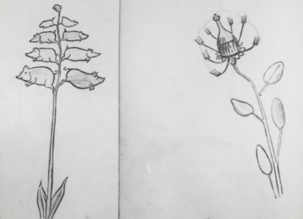 Reproduction of illustrations: "Piggiwiggia Pyramadalis" and "Bottleforkia Spoonifolia", c1915-1925. Creator: Frances Benjamin Johnston.