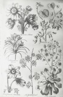 Reproduction of print showing Flowers, between 1915 and 1925. Creator: Frances Benjamin Johnston.