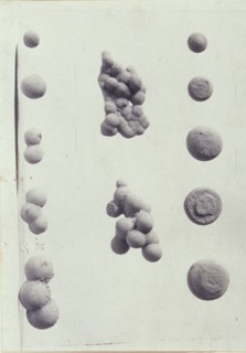 Specimen illustrations for a monograph on clay stones by J.M. Arms Sheldon, c1900. Creator: Frances S. Allen.