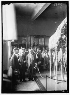 Theodore Roosevelt at National Museum, between 1914 and 1917. Creator: Harris & Ewing.