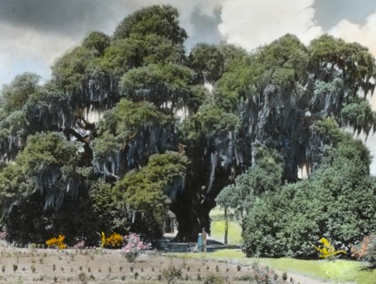 Middleton Place, John Julius Pringle Smith house, 4300 Ashley River Road, Charleston..., 1928. Creator: Frances Benjamin Johnston.
