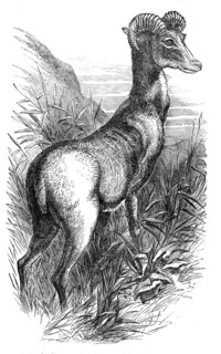Wild Sheep of the Punjab, in the Gardens of the Zoologicial Society, Regent's-Park, 1854. Creator: Unknown.