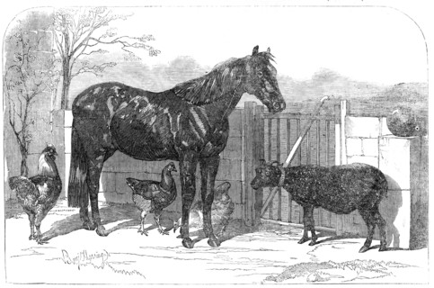 Russian pony and sheep from Bomarsund, brought by Captain Hall, H.M.S. "Hecla", 1854. Creator: Unknown.