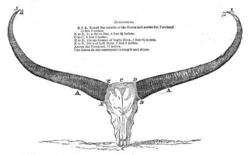 Skull and Horns of a Wild Buffalo, shot in Central Assam, 1854. Creator: Unknown.