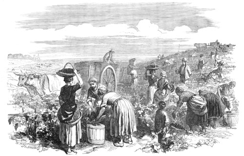 The Vintage, in Medoc, near Bordeaux, 1854. Creator: William Thomas.