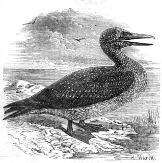 Solan Gannet, shot near Boston, 1854. Creator: Pearson.