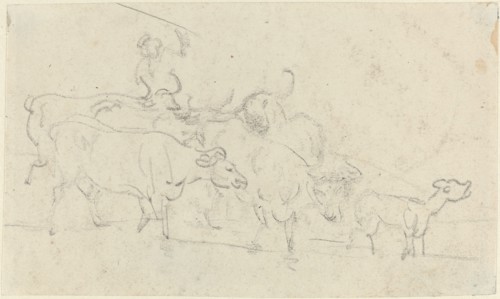 Cattle.