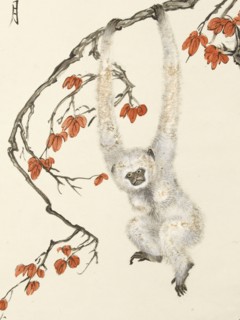 White monkey, 1937.