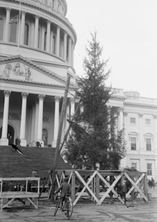 Christmas Trees - Christmas Tree At Capitol, 1913. Washington DC.