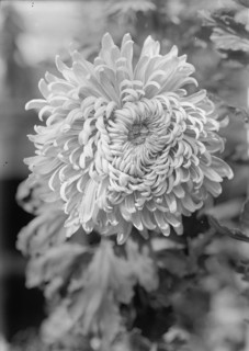 Agriculture Department - 'Jessie Wilson' Chrysanthemum, 1913. Creator: Harris & Ewing.