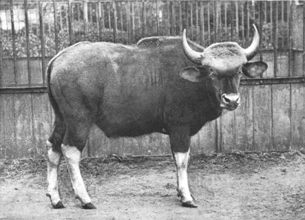 ''The Gaur (Bos Gaurus) from the Sultan of Pehang', 1890. Creator: Unknown.