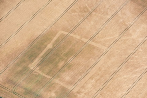 Rectilinear enclosure crop mark showing in the hot summer of 2018, near Linton, Cambridgeshire, 2018.