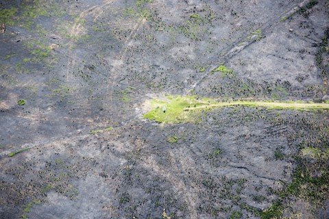 Wildfire damage surrounding Merryton Low bowl barrow and triangulation pillar, Staffordshire, 2018.