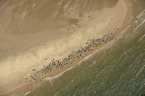 Seal colony on Scroby Sands, Norfolk, 2021.