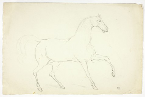 Stallion, n.d.