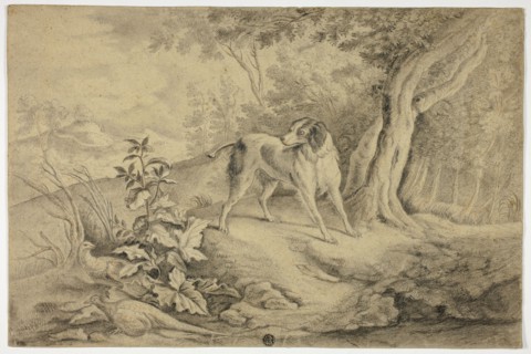 Hunting Dog in Woods, n.d. Attributed to James Barenger the younger.