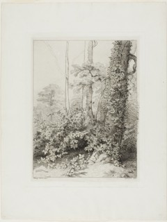 Bramble and Ivy, 1845.