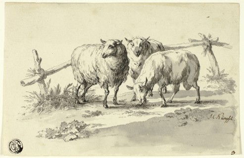 Sheep, n.d.
