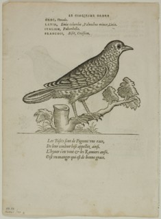 Leaf from Portraits d'Oyseaux, plate 70 from Woodcuts from Books of the XVI Century, 1557... Creator: Unknown.
