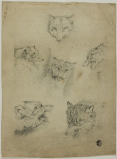 Six Sketches of Wolf Heads, n.d.