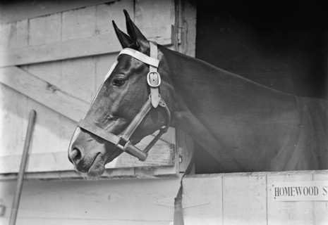 Horse Shows - Horse in Washington Horse Show, 1913.